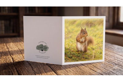 Red Squirrel Greeting Card